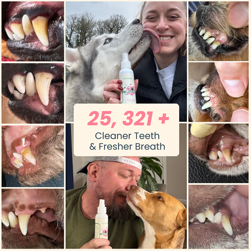 Pets Dental Spray – Stop Bad Breath & Tartar at the Source