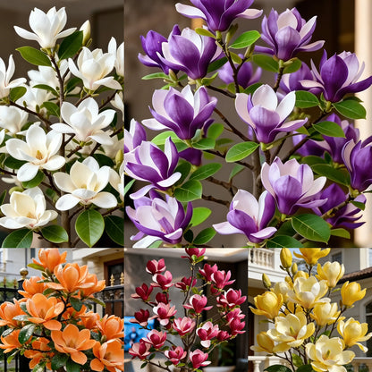 🌸 Magnolia Liliiflora Bulbs 🌿 Lush Blooms That Hide the Leaves & Fill the Air with Fragrance