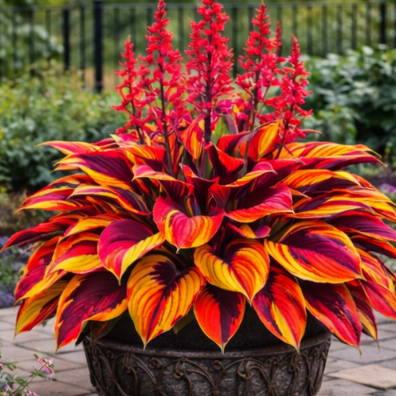 🌈 Hosta Bulbs 🌿 Multi-Color, Easy to Grow, Brighten Any Space 🪴