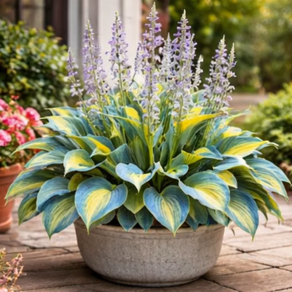 🌈 Hosta Bulbs 🌿 Multi-Color, Easy to Grow, Brighten Any Space 🪴