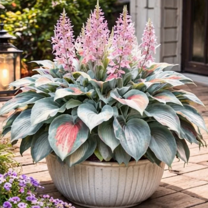 🌈 Hosta Bulbs 🌿 Multi-Color, Easy to Grow, Brighten Any Space 🪴