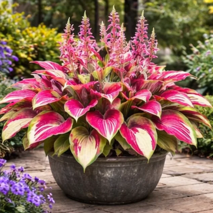 🌈 Hosta Bulbs 🌿 Multi-Color, Easy to Grow, Brighten Any Space 🪴