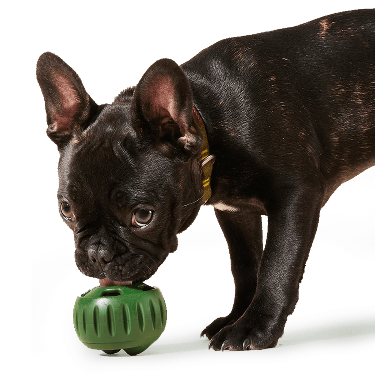 Green Pupsicle Toy + Pops Refill Combo