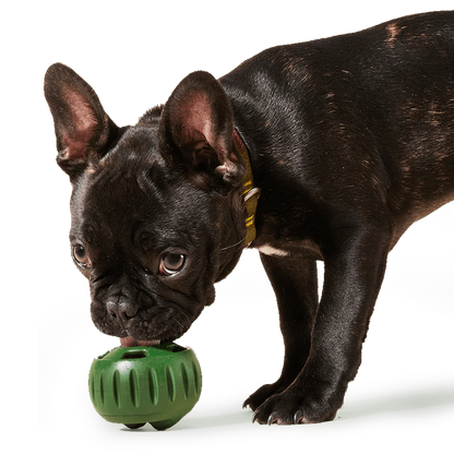 Green Pupsicle Toy + Pops Refill Combo