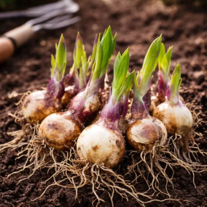 🌈 Hosta Bulbs 🌿 Multi-Color, Easy to Grow, Brighten Any Space 🪴