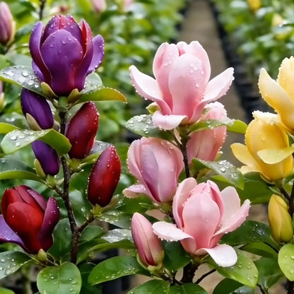 🌸 Magnolia Liliiflora Bulbs 🌿 Lush Blooms That Hide the Leaves & Fill the Air with Fragrance
