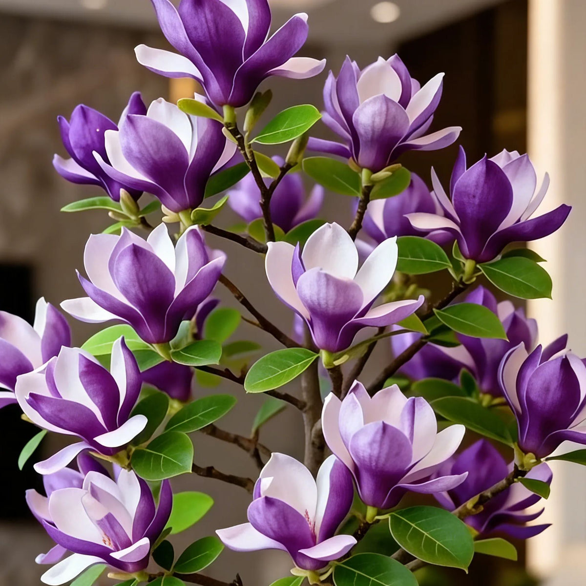 🌸 Magnolia Liliiflora Bulbs 🌿 Lush Blooms That Hide the Leaves & Fill the Air with Fragrance