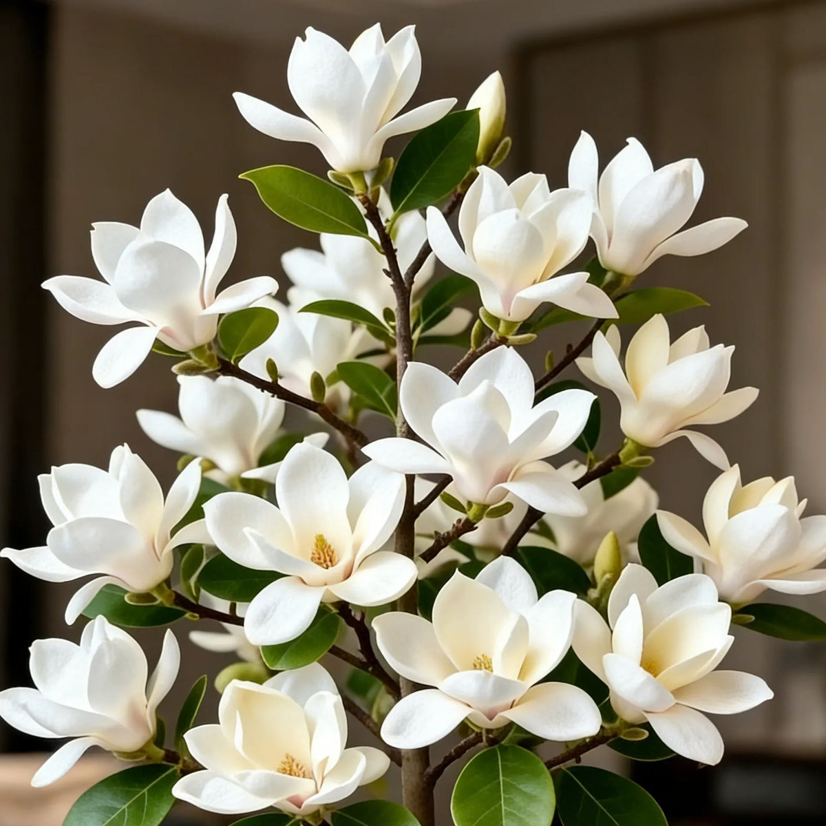 🌸 Magnolia Liliiflora Bulbs 🌿 Lush Blooms That Hide the Leaves & Fill the Air with Fragrance